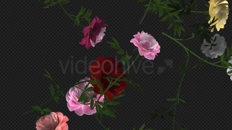 Peony Flowers III Various Colors Falling Loop Videohive 21277975 Motion Graphics Image 7