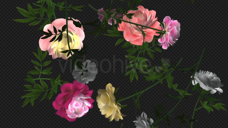 Peony Flowers III Various Colors Falling Loop Videohive 21277975 Motion Graphics Image 8