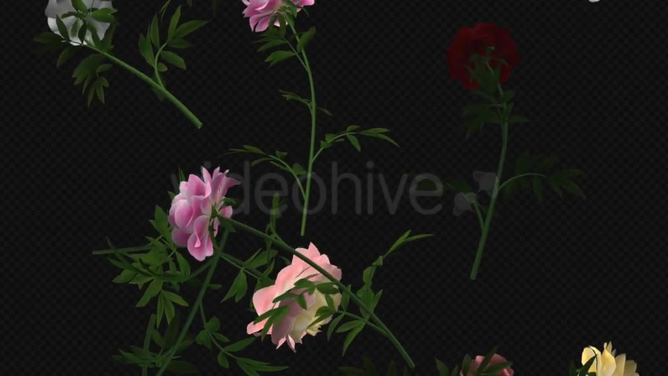Peony Flowers III Various Colors Falling Loop Videohive 21277975 Motion Graphics Image 9
