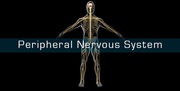 Peripheral Nervous System - Download 21355064 Videohive