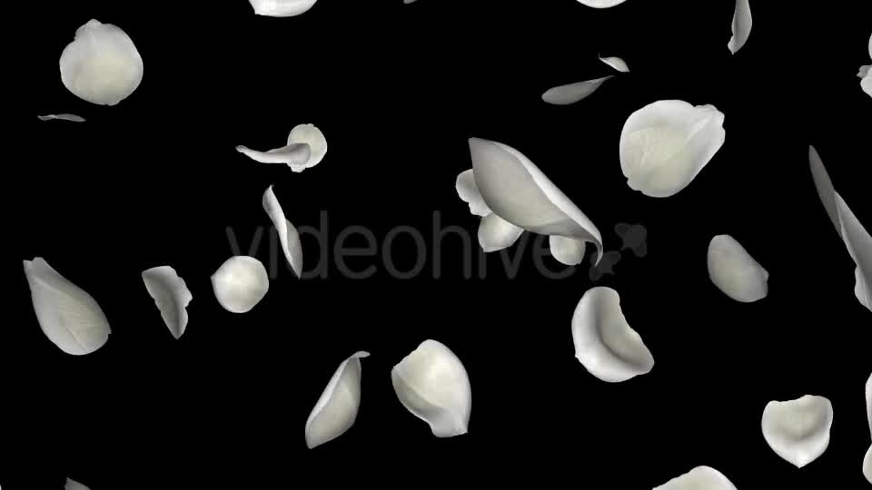 Petal Rain White I Videohive 10689381 Motion Graphics Image 1