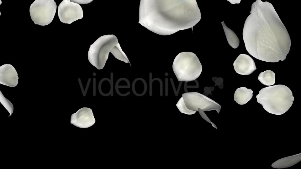 Petal Rain White I Videohive 10689381 Motion Graphics Image 10
