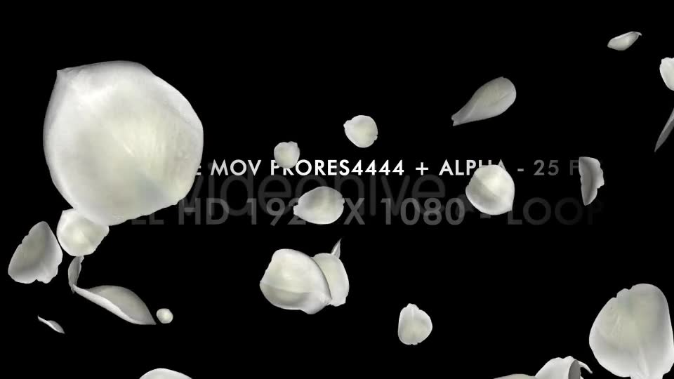 Petal Rain White I Videohive 10689381 Motion Graphics Image 2