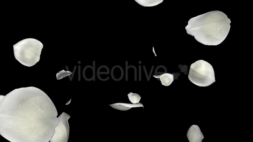 Petal Rain White I Videohive 10689381 Motion Graphics Image 9