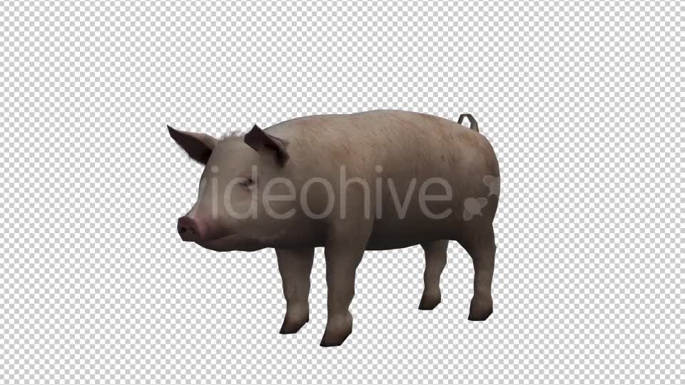 Pig Looped Videohive 20704812 Motion Graphics Image 1