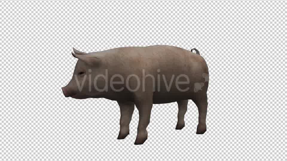 Pig Looped Videohive 20704812 Motion Graphics Image 10