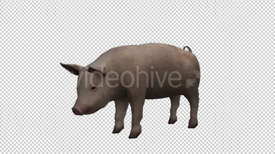 Pig Looped Videohive 20704812 Motion Graphics Image 11