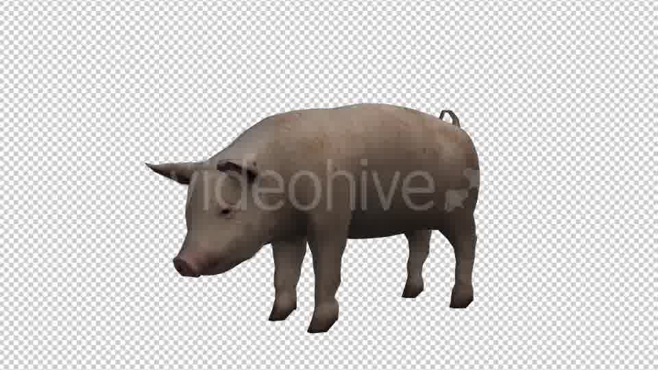 Pig Looped Videohive 20704812 Motion Graphics Image 12