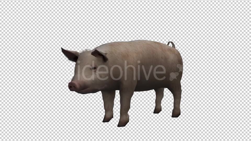 Pig Looped Videohive 20704812 Motion Graphics Image 2