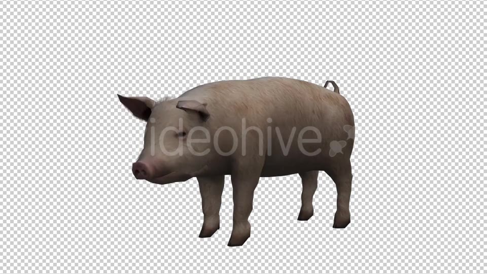 Pig Looped Videohive 20704812 Motion Graphics Image 3