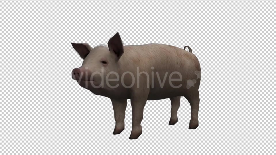 Pig Looped Videohive 20704812 Motion Graphics Image 4