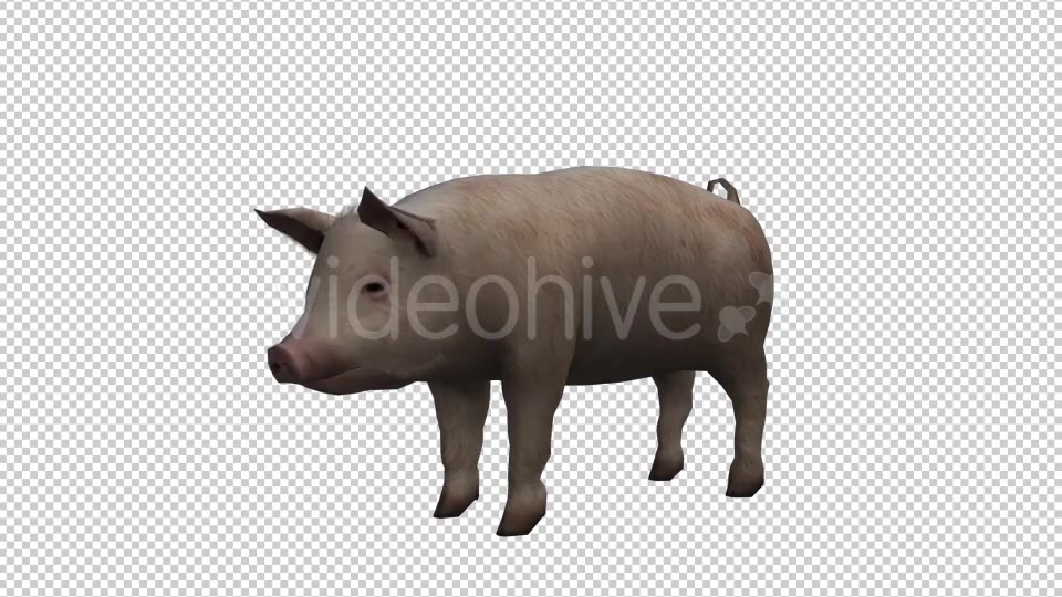 Pig Looped Videohive 20704812 Motion Graphics Image 5