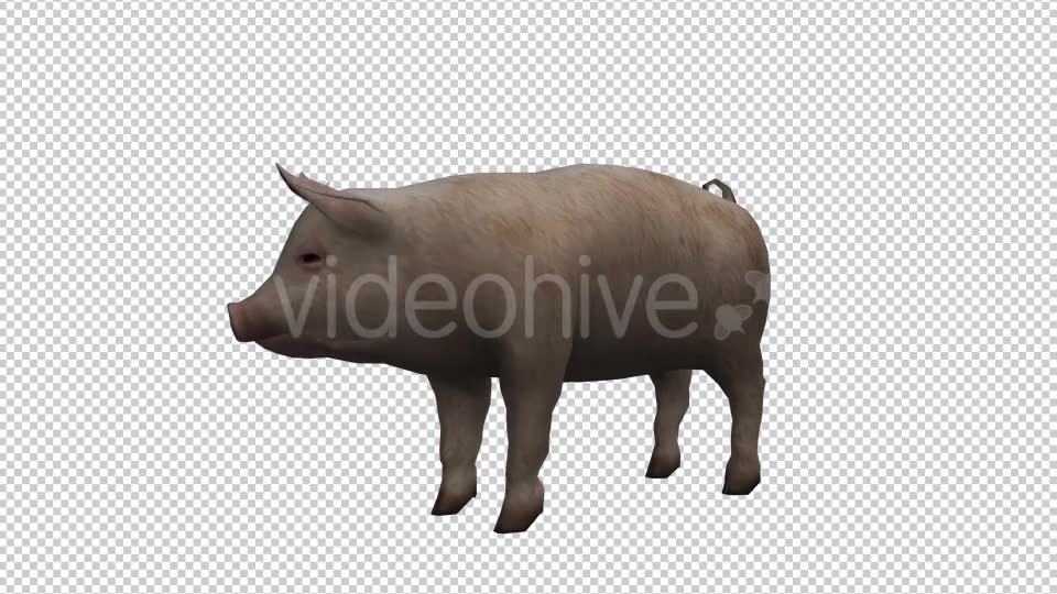 Pig Looped Videohive 20704812 Motion Graphics Image 6