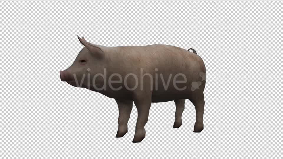 Pig Looped Videohive 20704812 Motion Graphics Image 8