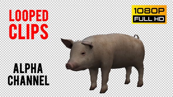 Pig Looped - 20704812 Videohive Download