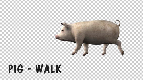 Pig Walk - 19613705 Download Videohive