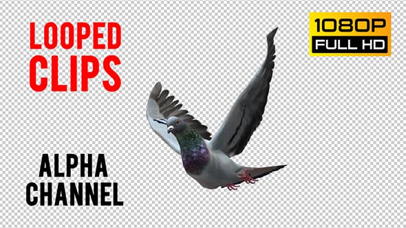 Pigeon Looped 2 - 20697983 Videohive Download