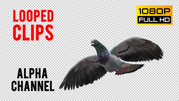 Pigeon Looped 3 - 20698030 Videohive Download