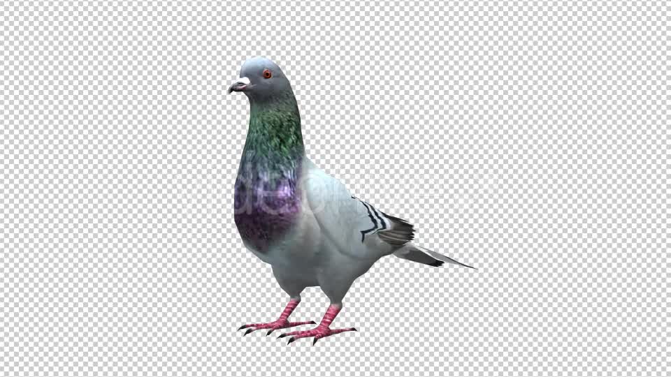 Pigeon Looped 4 Videohive 20698040 Motion Graphics Image 1