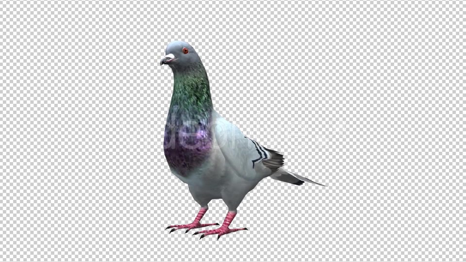 Pigeon Looped 4 Videohive 20698040 Motion Graphics Image 3