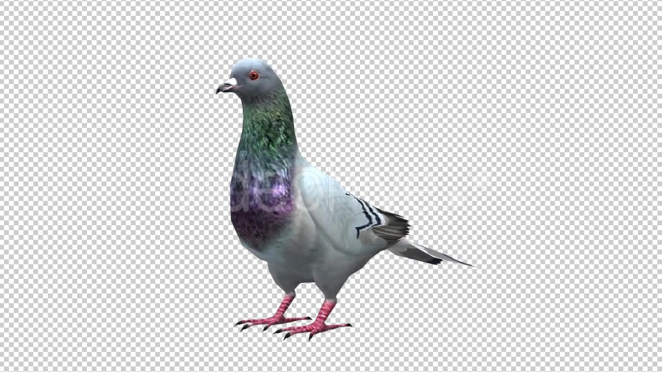 Pigeon Looped 4 Videohive 20698040 Motion Graphics Image 4