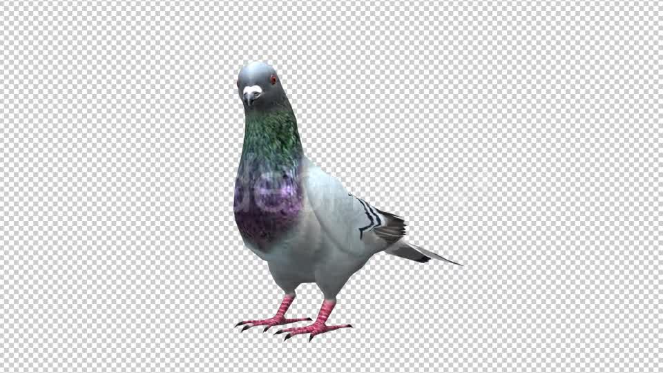 Pigeon Looped 4 Videohive 20698040 Motion Graphics Image 7