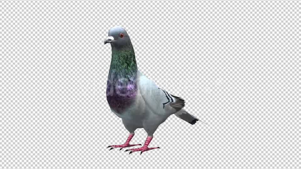 Pigeon Looped 4 Videohive 20698040 Motion Graphics Image 8