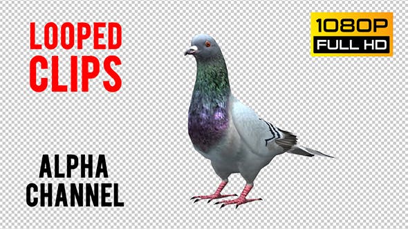 Pigeon Looped 4 - Videohive Download 20698040