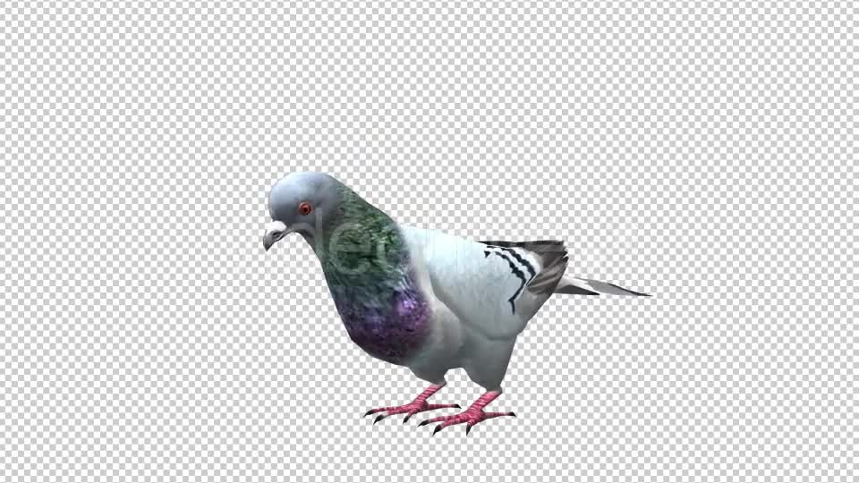 Pigeon Looped 5 Videohive 20698073 Motion Graphics Image 1