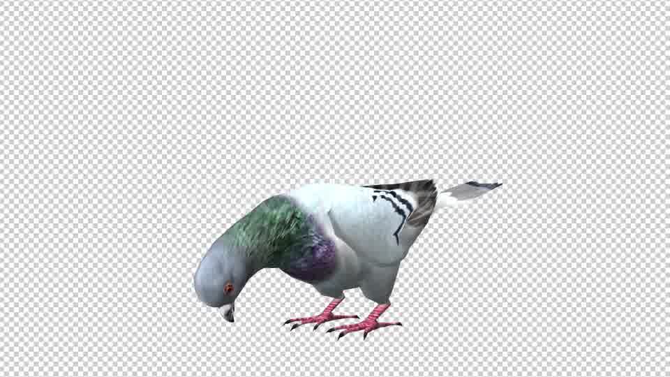 Pigeon Looped 5 Videohive 20698073 Motion Graphics Image 10
