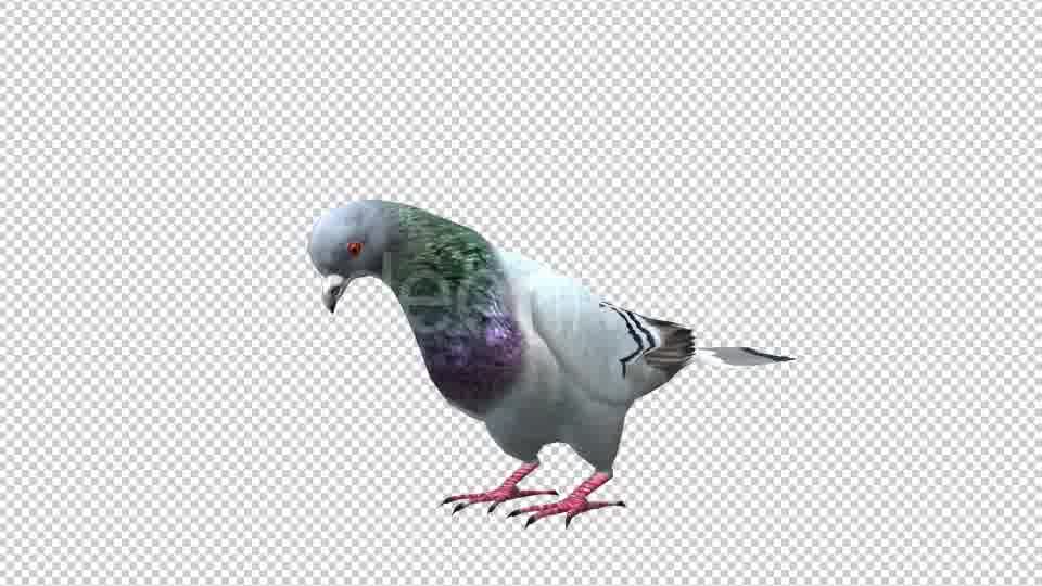 Pigeon Looped 5 Videohive 20698073 Motion Graphics Image 11