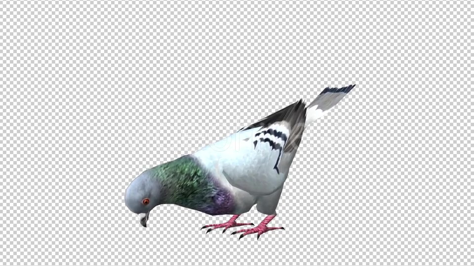Pigeon Looped 5 Videohive 20698073 Motion Graphics Image 3