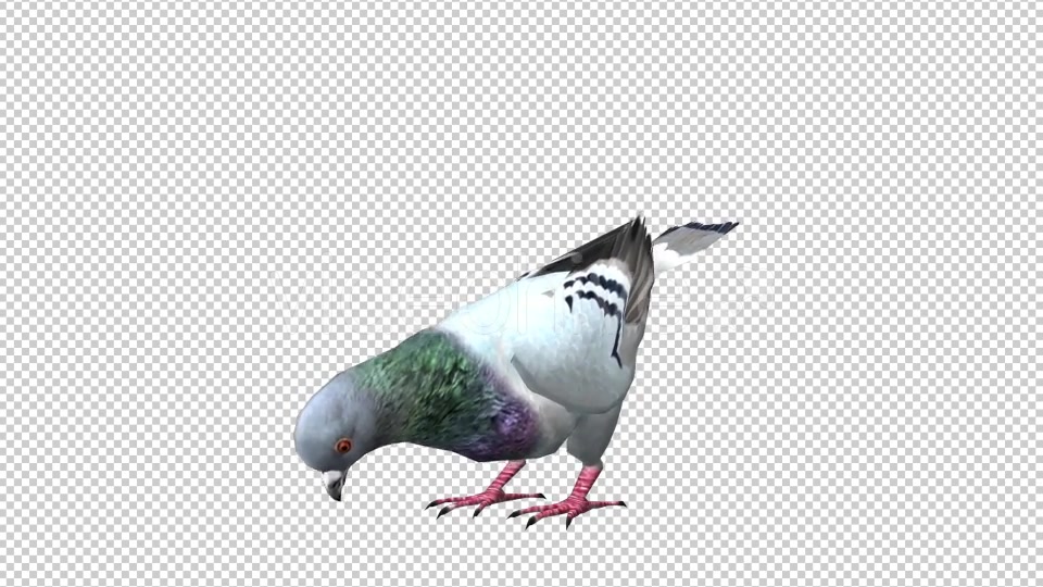Pigeon Looped 5 Videohive 20698073 Motion Graphics Image 4