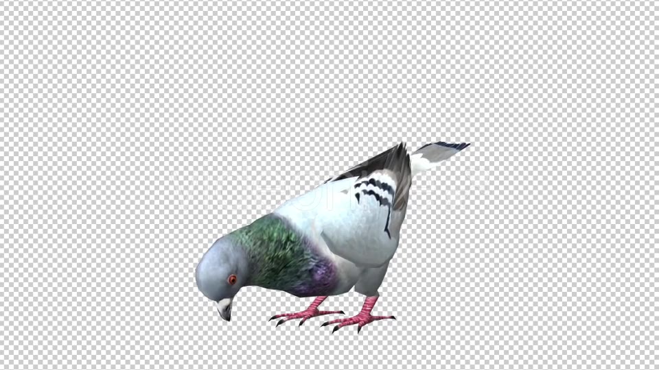 Pigeon Looped 5 Videohive 20698073 Motion Graphics Image 5