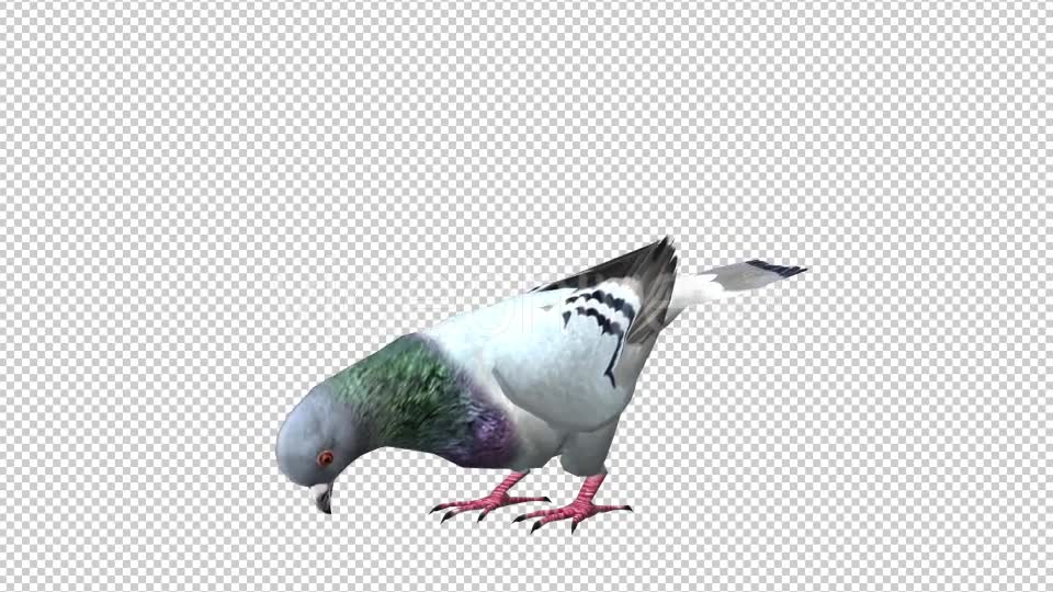 Pigeon Looped 5 Videohive 20698073 Motion Graphics Image 6