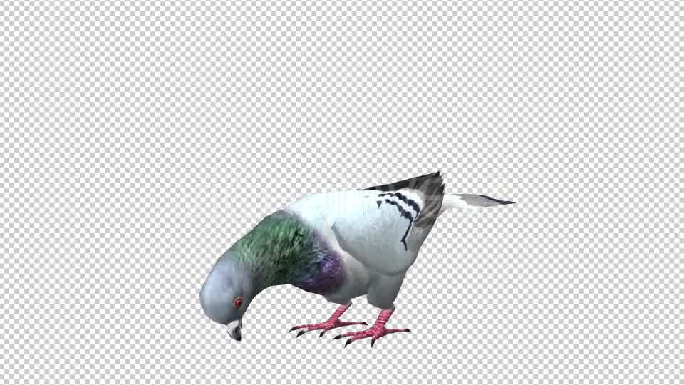 Pigeon Looped 5 Videohive 20698073 Motion Graphics Image 8