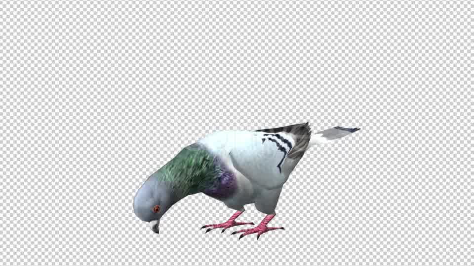 Pigeon Looped 5 Videohive 20698073 Motion Graphics Image 9