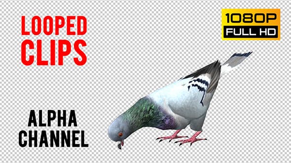 Pigeon Looped 5 - Videohive 20698073 Download