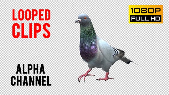 Pigeon Looped 6 - 20698087 Download Videohive