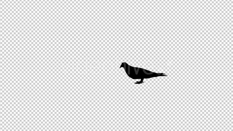 Pigeon Silhouette Videohive 20441677 Motion Graphics Image 2