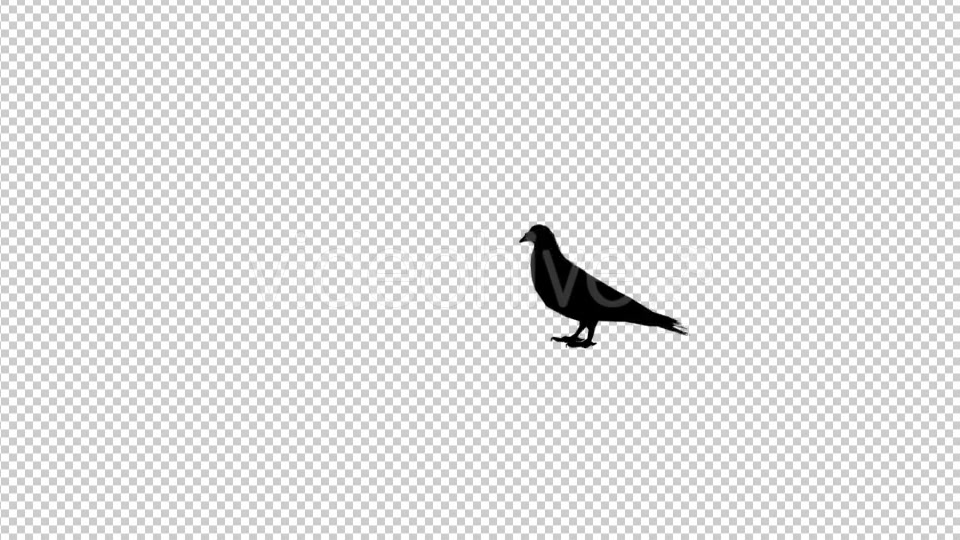 Pigeon Silhouette Videohive 20441677 Motion Graphics Image 3