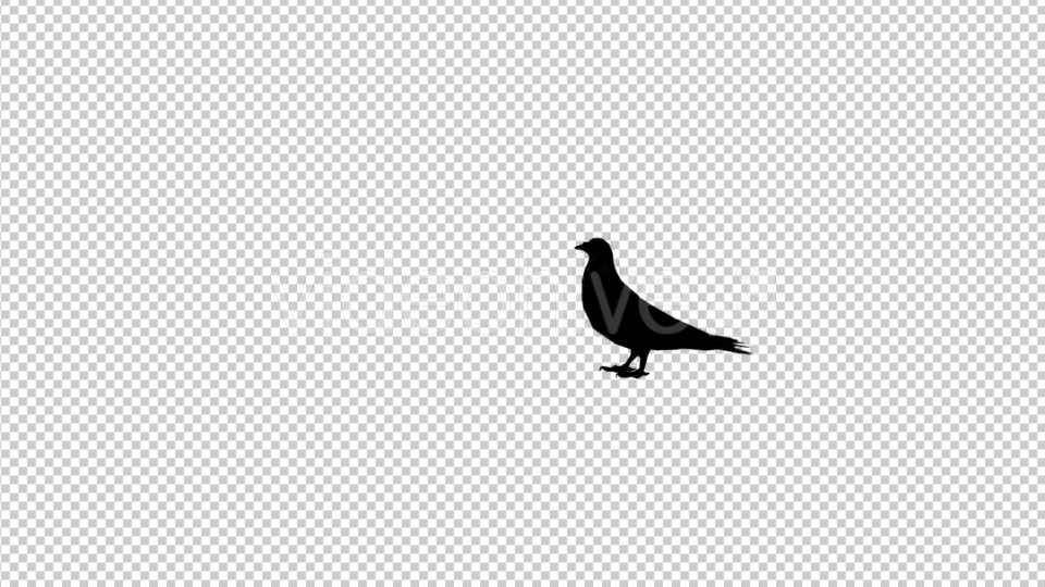 Pigeon Silhouette Videohive 20441677 Motion Graphics Image 4