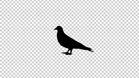 Pigeon Silhouette - 20441677 Download Videohive