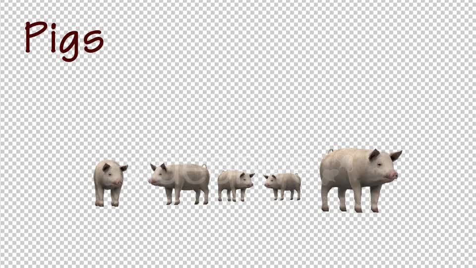 Pigs Videohive 19848026 Motion Graphics Image 1