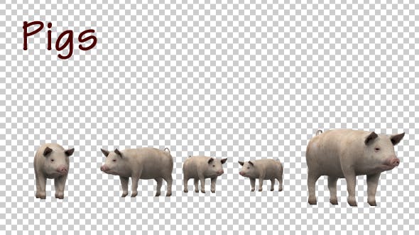 Pigs - Download Videohive 19848026