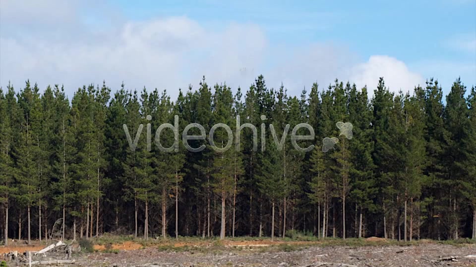 Pine 1 Videohive 5277114 Motion Graphics Image 3