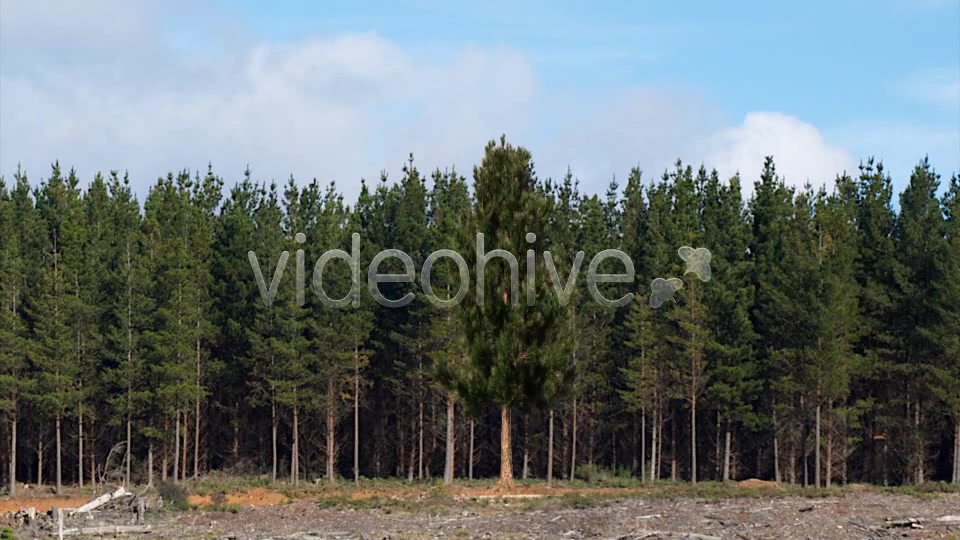 Pine 1 Videohive 5277114 Motion Graphics Image 4