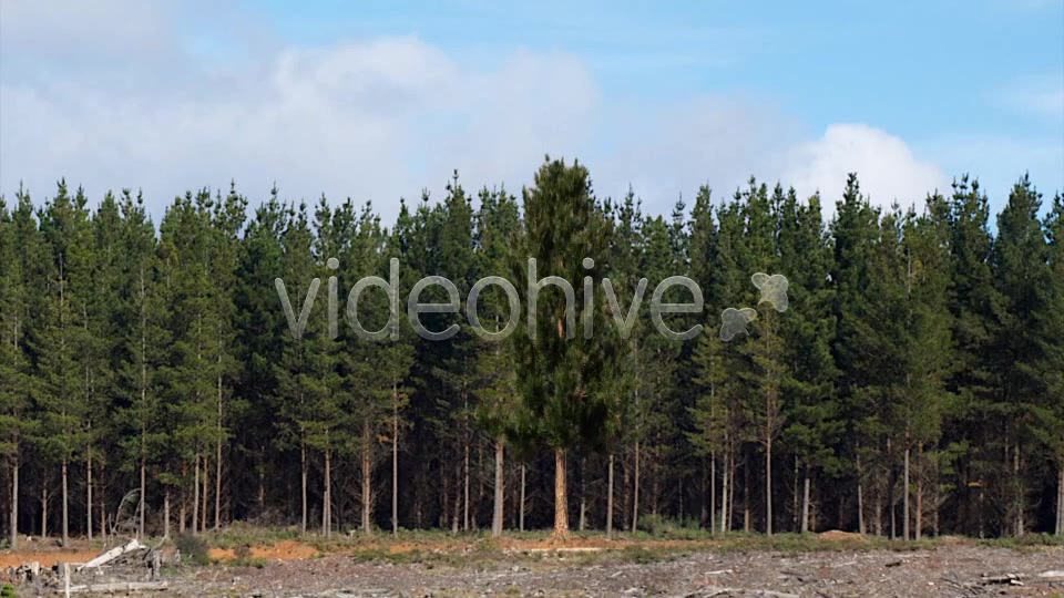 Pine 1 Videohive 5277114 Motion Graphics Image 5