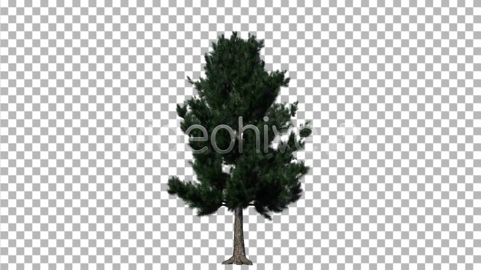 Pine 1 Videohive 5277114 Motion Graphics Image 6