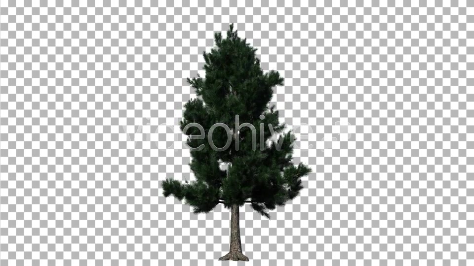 Pine 1 Videohive 5277114 Motion Graphics Image 7